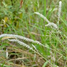 Image result for Hermbstaedtia