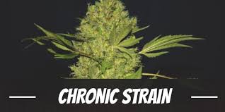 Maybe you would like to learn more about one of these? Chronic Cannabis Strain Guide Review