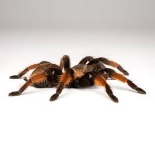 Image result for Emilia brachycephala