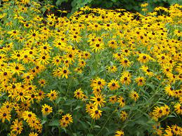 The scent can fill the yard (or the house if you cut the flowers and bring them inside!). 20 Favorite Flowers For Butterflies And Bouquets
