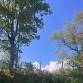 Tree Walk on the Belfast Rail Trail