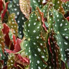 Image result for Begonia scutifolia