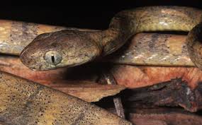 White Spotted Cat Snake Boiga Schultzei Snakes Of The Philippines Gallery Spotted Cat Snake White Spot