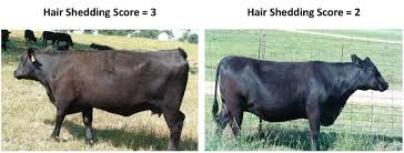 Image result for HAIR Score