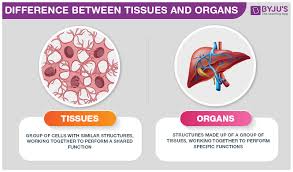 Epithelial, muscle, nerve the heart, for example, is an organ that contains all four types of tissue to accomplish its very important task. Difference Between Tissues And Organs Are Explained In Detail