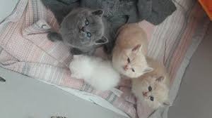 Biz Buyuyoruz Annemizi Hala Emiyoruz 35 Mersin Scottish Fold British Shorthair Facebook