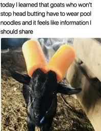 44 Random Memes That Are Sure To Boost Your Mood Funny Pictures Really Funny Memes Funny Animal Memes