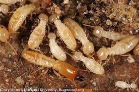 3.5 killer for hire llc. Subterranean And Other Termites Northwest Center For Alternatives To Pesticides