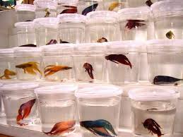 Bettafish4u Betta Fish Care Betta Fish Betta
