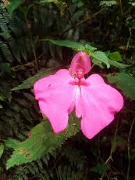 Image result for Impatiens stuhlmannii