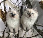 Kittens - Ragdoll