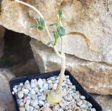 Image result for Raphionacme