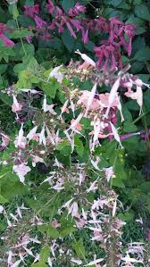 Image result for Salvia coccinea