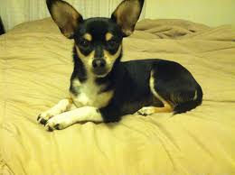 Full Grown Taco Terrier Taco Terrier Toy Fox Terriers Chihuahua Mix