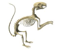 Squirrel Skeleton 3d Model Ad Squirrel Skeleton Model Squirrel Skeleton Model Animal Skeletons