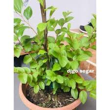 Beberapa jenis pokok dipanggil bidara dalam masyarakat kita. Buy Bidara Berduri Anak Pokok 1 Pokok Rm 10 00 Seetracker Malaysia