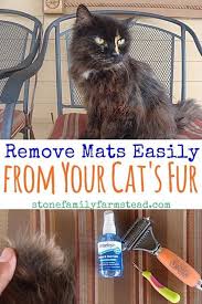 Practice matted hair prevention from early in your cat's life. Cutest Kittens Funny Manx Cat Cat Cleaning House Kitty Party Matted Cat Fur Cat Fur Cat Grooming