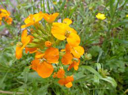 Soll der goldlack in kübel oder töpfe gepflanzt werden, kann handelsübliche kübelpflanzenerde verwendet werden. Goldlack Erysimum Cheiri