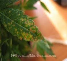 Symptom Checker To Identify Plant Problems I Love Growing