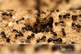 What process does abc follow to control pests? Al S J C Pest Control 708 537 3304 Home Facebook