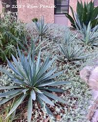There are also several yucca species. Plant This Paleleaf Yucca Shines In Dry Shade Digging