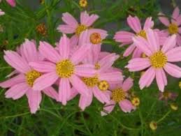Coreopsis Rosea American Dream Jardins Plante