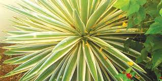 Another florida cactus that thrives well in the tropical climate is the prickly pear ( opuntia humifusa ), native to mexico and the american southwest, and easily identified. Succulents In South Florida Coastal Breeze News