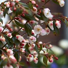Winter Sale Camellia Rosthorniana Cupido Japanese Garden Style Garden Plants In 2020 Spring Flowering Trees Camellia Tree Small White Flowers
