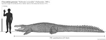 It is said to be a very good type of meat to consume. Kalia The Largest Saltwater Crocodile Update By Paleonerd01 On Deviantart