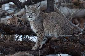 Maybe you would like to learn more about one of these? The Six Wildcats Of North America Owlcation