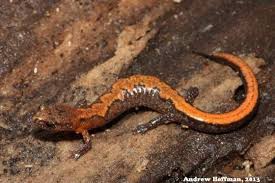 Image result for Pycnostachys orthodonta