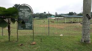 Address, phone number, jelita ostrich farm reviews: Mohd Faiz Bin Abdul Manan Jelita Ostrich Farm