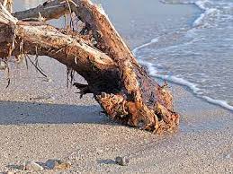 Image result for Driftwood Beach Jigsaw Puzzle