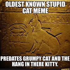 Stupidcat Memes Best Collection Of Funny Stupidcat Pictures On Ifunny Brazil
