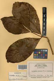 Image result for Landolphia foretiana