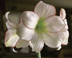 Maybe you would like to learn more about one of these? Tips And Tricks To Keep Your Amaryllis Blooming The Star