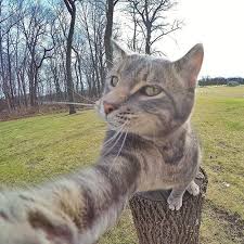 Selfie Ustasi Kedi Manny Kediler Ve Yavrulari
