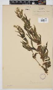 Image result for Platycoryne buchananiana