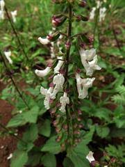 Image result for Orthosiphon thymiflorus