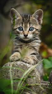 Find the best cool cat wallpaper on getwallpapers. 4k Cute Kitten Cats Wallpapers Hd For Android Apk Download