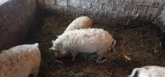 Anunturi gratuite cu animale de ferma de vanzare la preturi mici. Mangalita Eco Arges AcasÄ Facebook