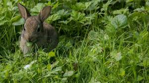 8 Jenis Rumput Pakan Kelinci Yang Bagus Beserta Gambarnya Hobinatang