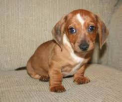 Feel free to browse hundreds of active classified puppy for sale listings, from dog breeders in pa and the surrounding areas. Reduced Purebred Miniature Dachshund Puppies For Sale 8 Weeks Old For Sale In Greensboro North Carolina Classified Americanlisted Com