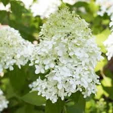 Growing Limelight Hydrangeas On Sutton Place Limelight Hydrangea Flower Garden Plants
