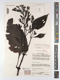 Image result for Brillantaisia owariensis