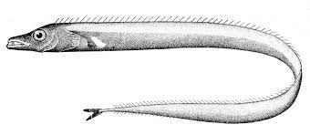 Check spelling or type a new query. Lepidopus Caudatus Wikipedia