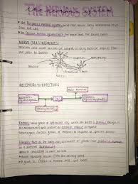 Nataliaariannaa School Study Tips Science Notes Biology Notes