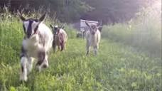 VIRAL VIDEO: Baby dwarf goats frolicking - ABC7 New York