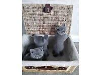 Browse british shorthair kittens for sale & cats for adoption. British Blue Cats Kittens For Sale Gumtree