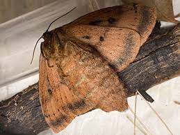 Image result for Anthonotha noldeae